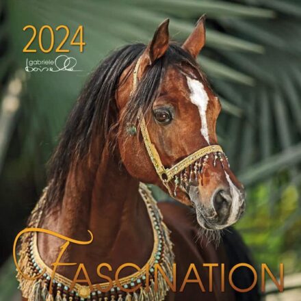 Hestejalender: Fascination 2024 med arabere: Stor vægkalender med 13 smukke fotos af arabere af Gabriele Boiselle; en super gaveidé. Mål: 58 x 62 cm, lavformat.