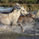 Heste som naturplejere. Interview med Bengt Holst, Det Dyreetiske Råd