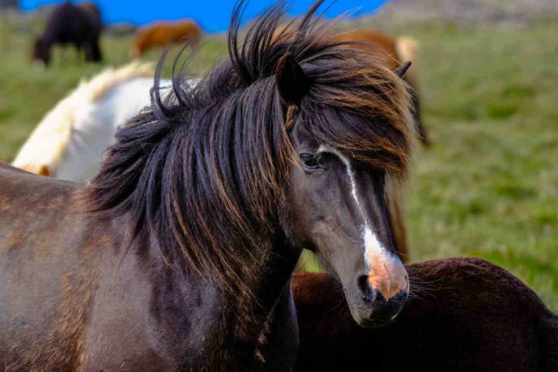 Hestens gangarter: Læs Marit Jonssons spændende artikel om hestens evolutionære udvikling og, hvorfor nogen heste gå pas og tølt og andre ikke.
