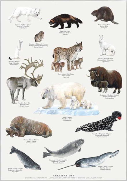 Arktiske dyr / A2 + A4 plakat