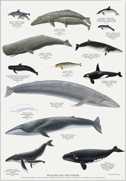 Plakat med hvaler og delfiner: Øresvin, Gråhval, Alm. Delfin, Kaskelot, Marsvin, Vågehval, Grindehval, Narhval Spækhugger, Hvidhval, Blåhval, Finhval, Pukkelhval, Nordkaper.
