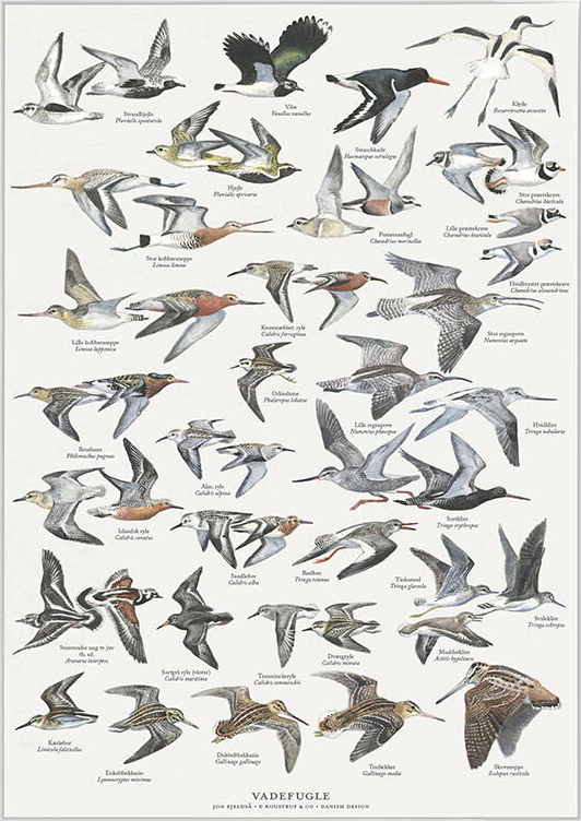 Vadefugle: Den verdenskendte fugletegner og ornitolog Jon Fjeldså har her illustreret de vigtigste vadefugle