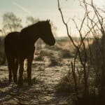 Regler for udegående dyr i vinterperioden herunder heste