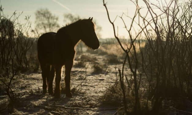 Regler for udegående dyr i vinterperioden herunder heste