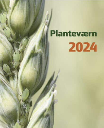 Planteværn 2024 giver et overblik over de muligheder, der er for bekæmpelse af ukrudt, sygdomme og skadedyr samt vækstregulering i al slags planteproduktion i Danmark.