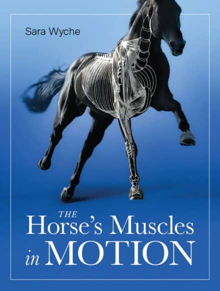 Hestens muskler i bevægelse af Sara Wyche