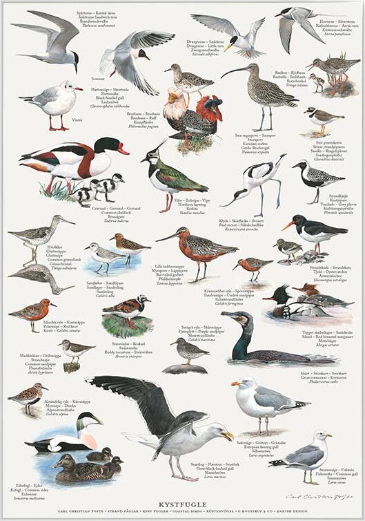 Vadefugle & Kystfugle / Sæt á 2 plakater