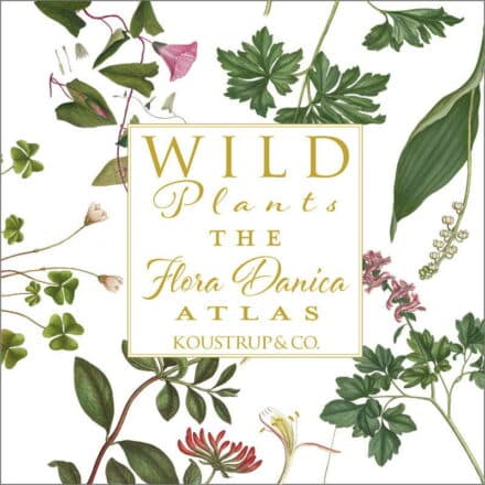 Kvadratiske brevkort med smukke motiver af vilde planter fra det botaniske atlas Flora Danica.