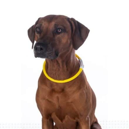 Halsbånd til hunde med LED lys.