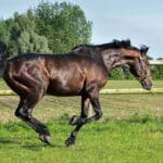 E-vitamintilskud til heste. Hvorfor og hvordan?