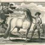Frederiksborgheste: Hesteavl fra Det Kongelige Stutteri fra 1562